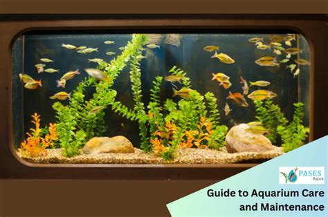 aquarium advice|freshwater aquarium care and maintenance.